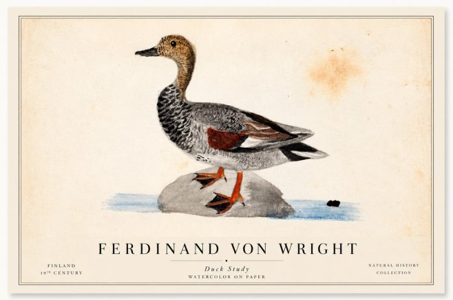 Ferdinand von Wright Duck on a Rock No2 - Plakát