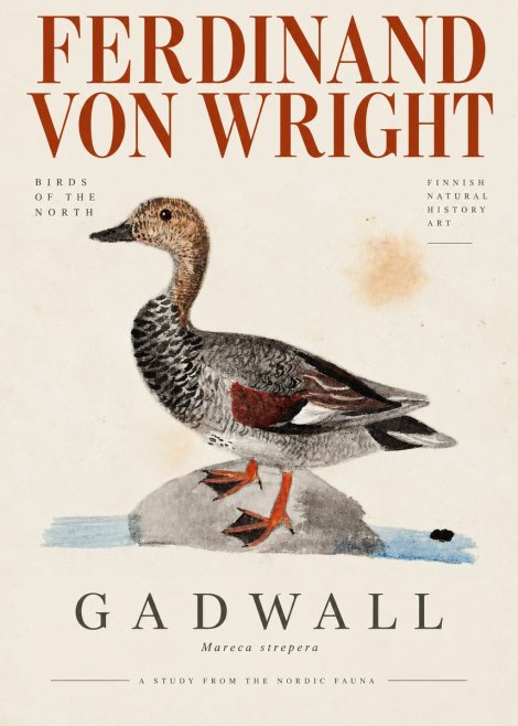 Ferdinand von Wright Duck on a Rock No4 - Plakát