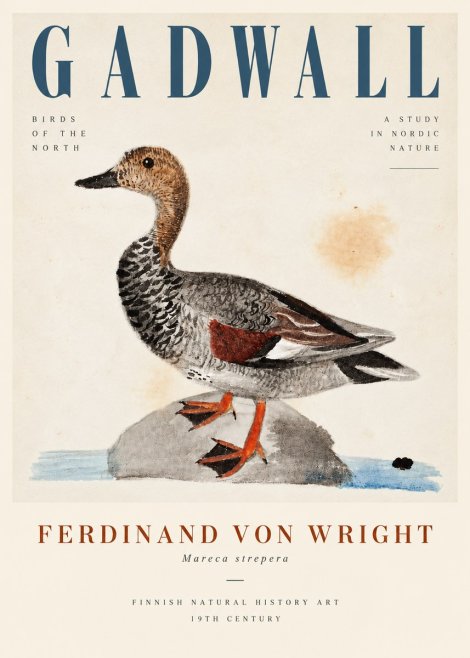Ferdinand von Wright Duck on a Rock No5 - Plakát
