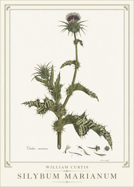 William Curtis Silybum Marianum No1 - Plakát