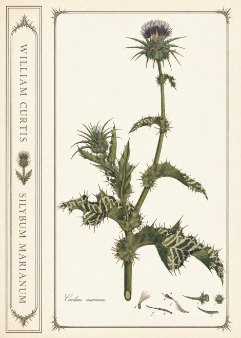 William Curtis Silybum Marianum No2 - Plakát