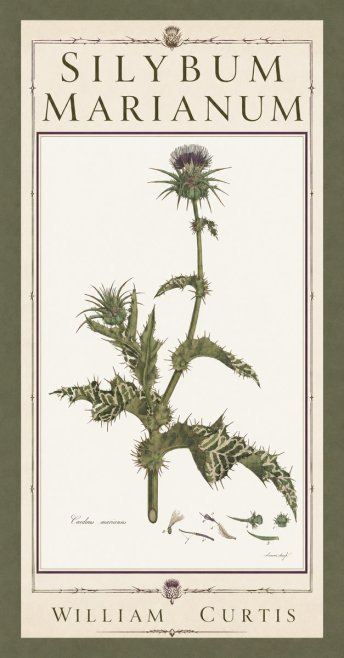 William Curtis Silybum Marianum No5 - Plakát