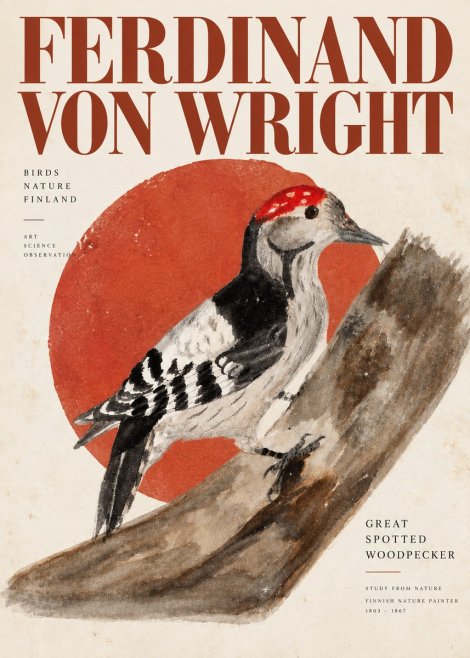 Ferdinand von Wright Woodpecker Study No6 - Plakát