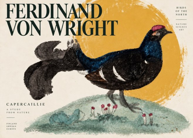 Ferdinand von Wright Western Capercaillie - Watercolor Study No4 - Plakát