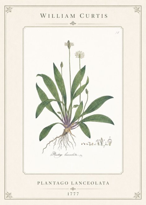 William Curtis Plantago Lanceolata I No1 - Plakát