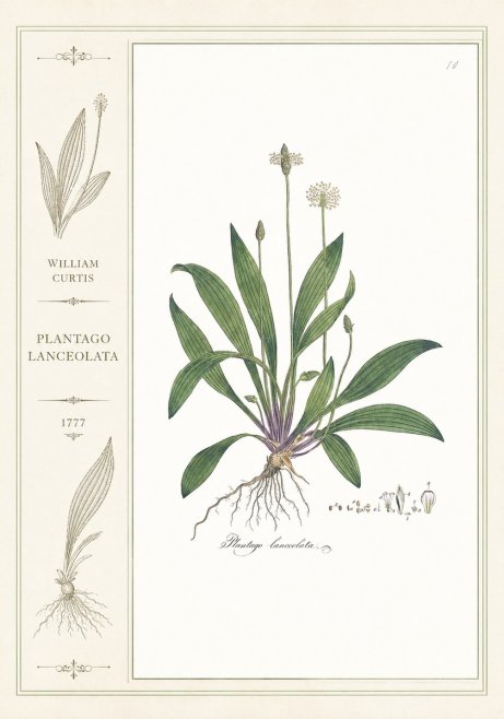 William Curtis Plantago Lanceolata I No2 - Plakát