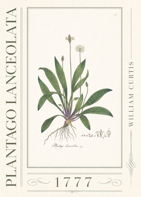 William Curtis Plantago Lanceolata I No3 - Plakát