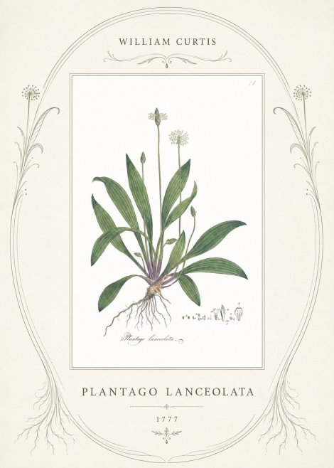 William Curtis Plantago Lanceolata I No4 - Plakát