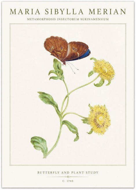 Maria Sibylla Merian Butterfly and Plant Study No1 - Plakát
