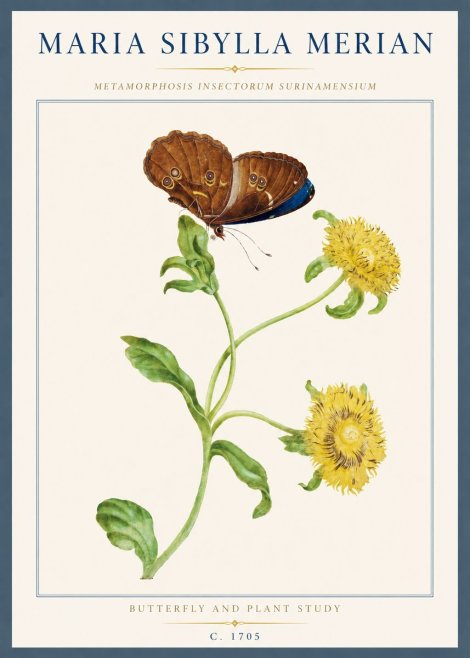 Maria Sibylla Merian Butterfly and Plant Study No3 - Plakát