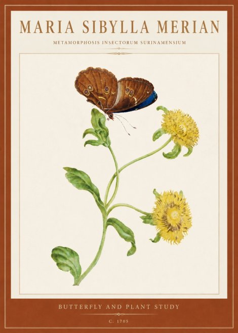 Maria Sibylla Merian Butterfly and Plant Study No5 - Plakát