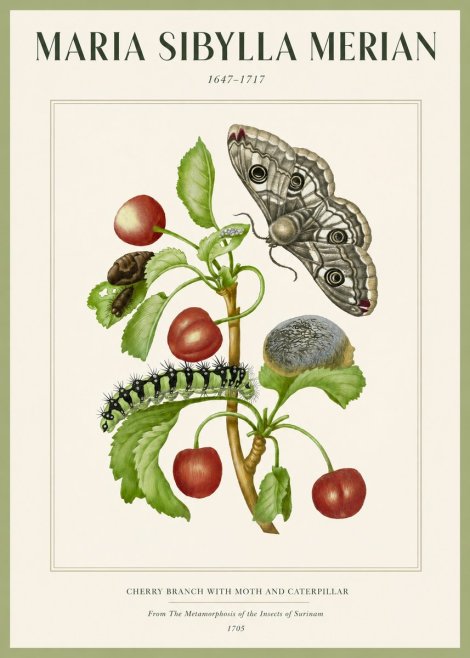 Maria Sibylla Merian Cherry Branch with Moth and Caterpillar No2 - Plakát