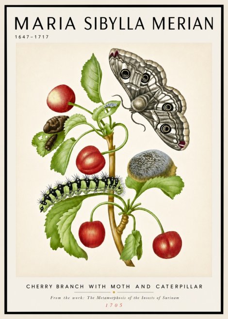 Maria Sibylla Merian Cherry Branch with Moth and Caterpillar No4 - Plakát
