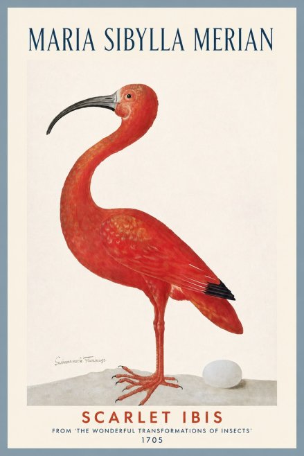 Maria Sibylla Merian Scarlet Ibis No2 - Plakát