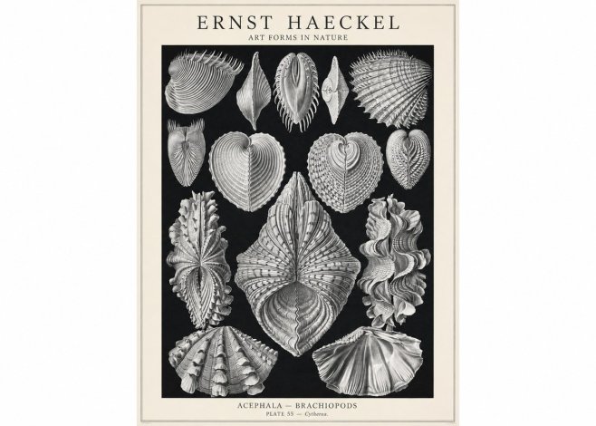 Ernst Haeckel Acephala — Brachiopods Plate 55 — Cytherea. No1 - Plakát