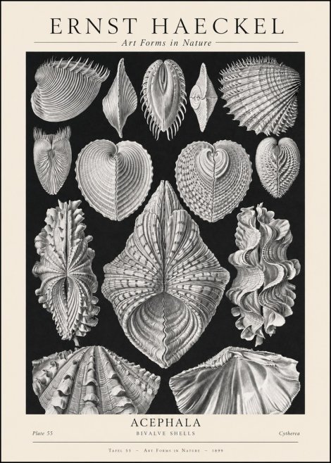 Ernst Haeckel Acephala — Brachiopods Plate 55 — Cytherea. No2 - Plakát