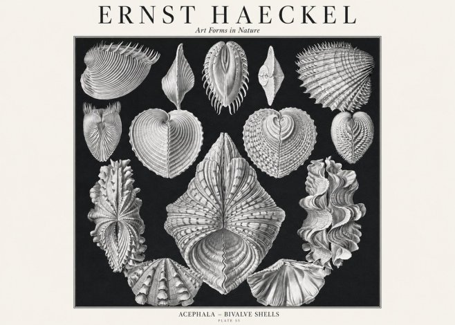 Ernst Haeckel Acephala — Brachiopods Plate 55 — Cytherea. No3 - Plakát