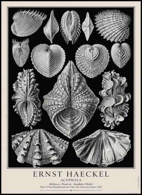 Ernst Haeckel Acephala — Brachiopods Plate 55 — Cytherea. No4 - Plakát
