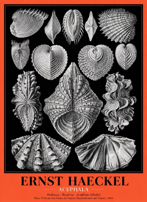 Ernst Haeckel Acephala — Brachiopods Plate 55 — Cytherea. No5 - Plakát