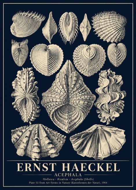 Ernst Haeckel Acephala — Brachiopods Plate 55 — Cytherea. No6 - Plakát