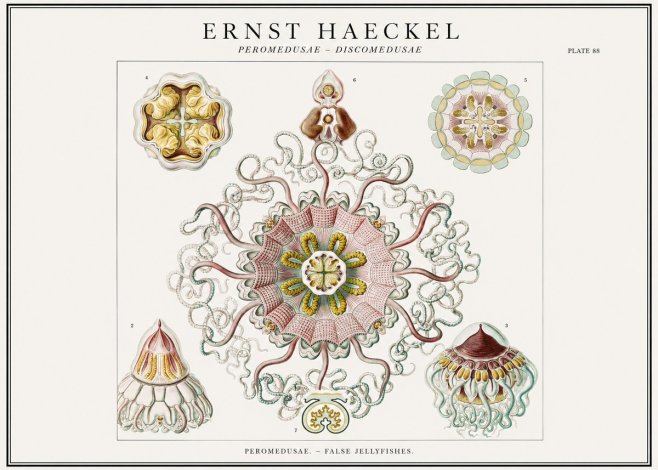 Ernst Haeckel Peromedusae – Discomedusae No1 - Plakát