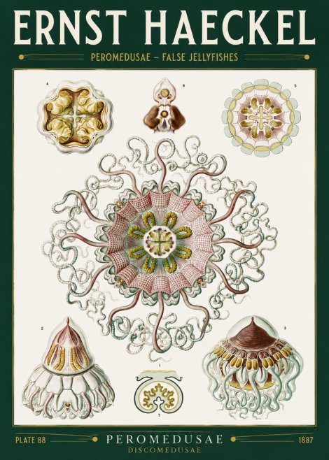 Ernst Haeckel Peromedusae – Discomedusae No2 - Plakát