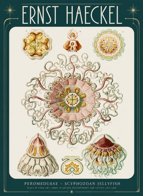 Ernst Haeckel Peromedusae – Discomedusae No4 - Plakát