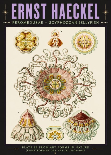 Ernst Haeckel Peromedusae – Discomedusae No6 - Plakát