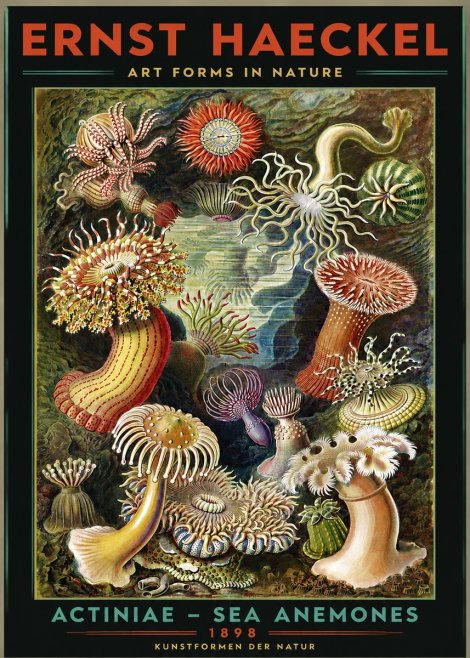 Ernst Haeckel Sea Anemones No3 - Plakát