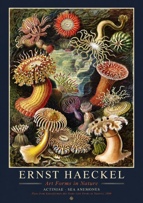 Ernst Haeckel Sea Anemones No4 - Plakát