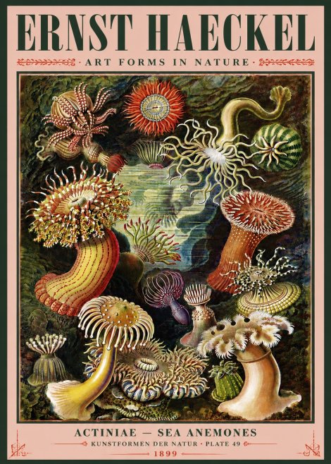 Ernst Haeckel Sea Anemones No5 - Plakát