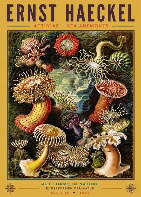 Ernst Haeckel Sea Anemones No6 - Plakát