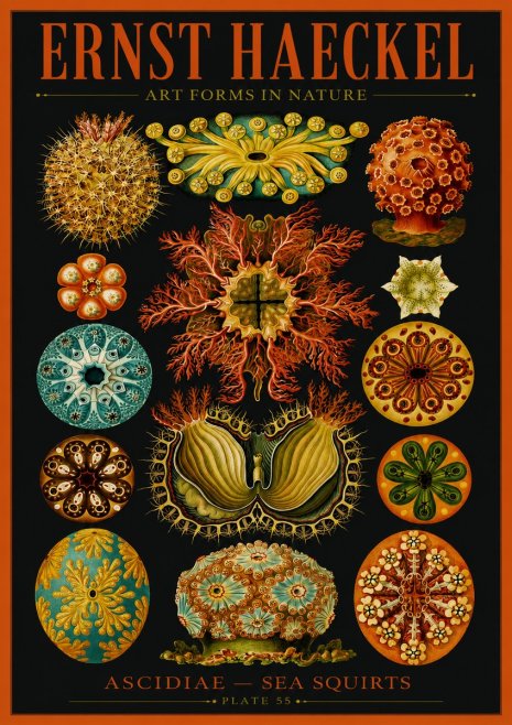 Ernst Haeckel Ascidiae — Sea Squirts No2 - Plakát