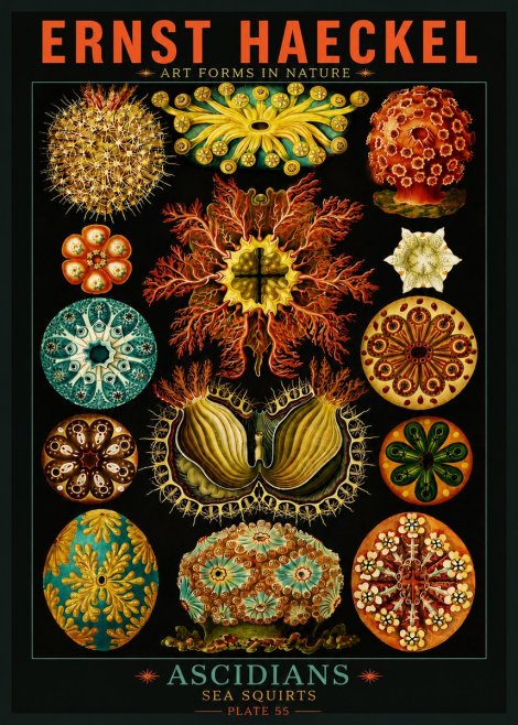 Ernst Haeckel Ascidiae — Sea Squirts No5 - Plakát