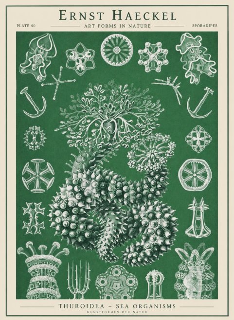 Ernst Haeckel Thuroidea - Sea Organisms No1 - Plakát