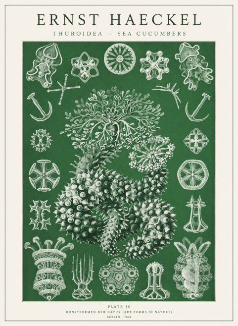 Ernst Haeckel Thuroidea - Sea Organisms No2 - Plakát