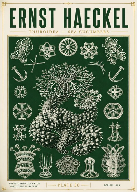 Ernst Haeckel Thuroidea - Sea Organisms No6 - Plakát
