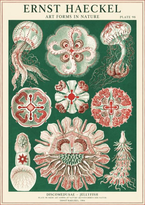 Ernst Haeckel Discomedusae - the Jellyfish No2 - Plakát