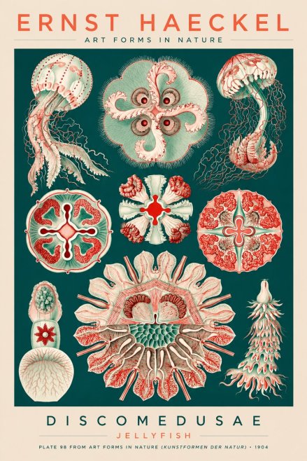 Ernst Haeckel Discomedusae - the Jellyfish No3 - Plakát