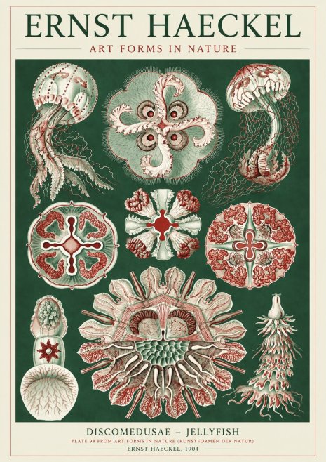 Ernst Haeckel Discomedusae - the Jellyfish No5 - Plakát