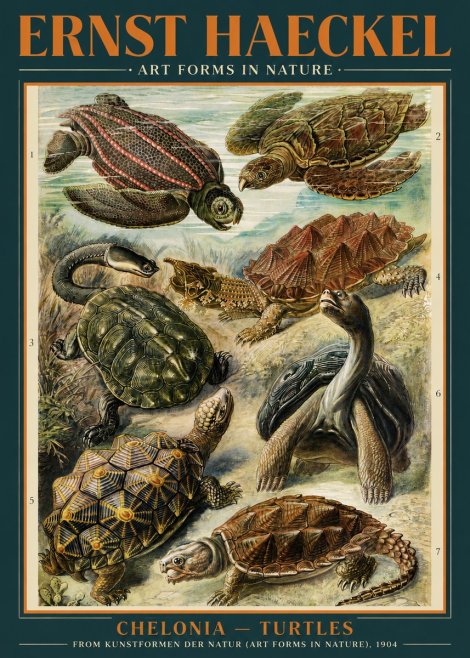 Ernst Haeckel Chelonia - Turtles No3 - Plakát