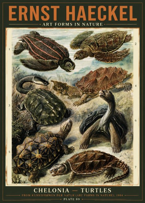 Ernst Haeckel Chelonia - Turtles No5 - Plakát