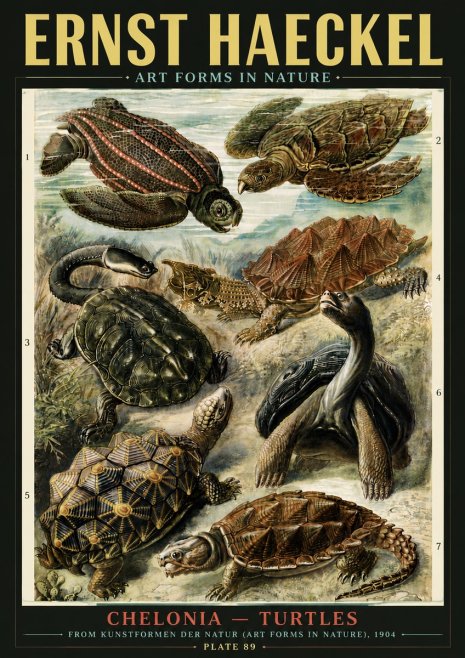 Ernst Haeckel Chelonia - Turtles No6 - Plakát