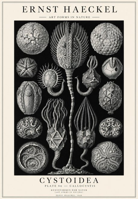 Ernst Haeckel Cystoidea - Callocystis No1 - Plakát