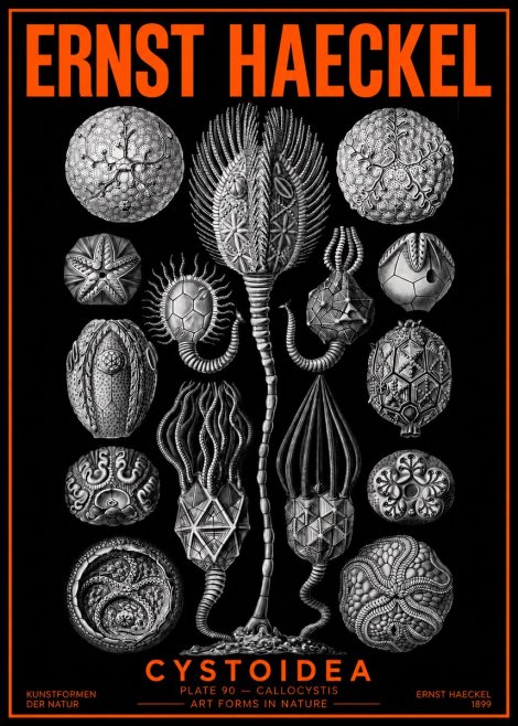 Ernst Haeckel Cystoidea - Callocystis No2 - Plakát