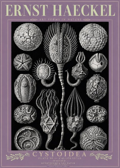 Ernst Haeckel Cystoidea - Callocystis No3 - Plakát