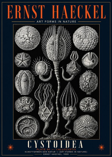 Ernst Haeckel Cystoidea - Callocystis No5 - Plakát