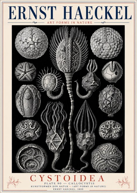 Ernst Haeckel Cystoidea - Callocystis No6 - Plakát