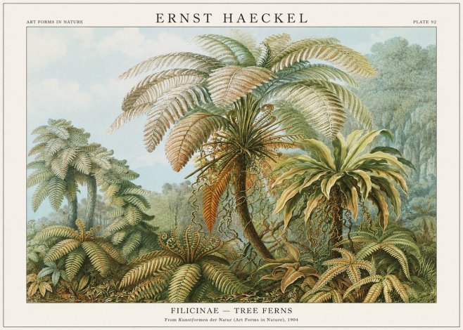 Ernst Haeckel Filicinae – Tree Ferns No1 - Plakát