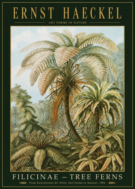 Ernst Haeckel Filicinae – Tree Ferns No2 - Plakát